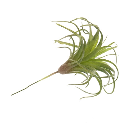 Faux Tillandsia Set of 2