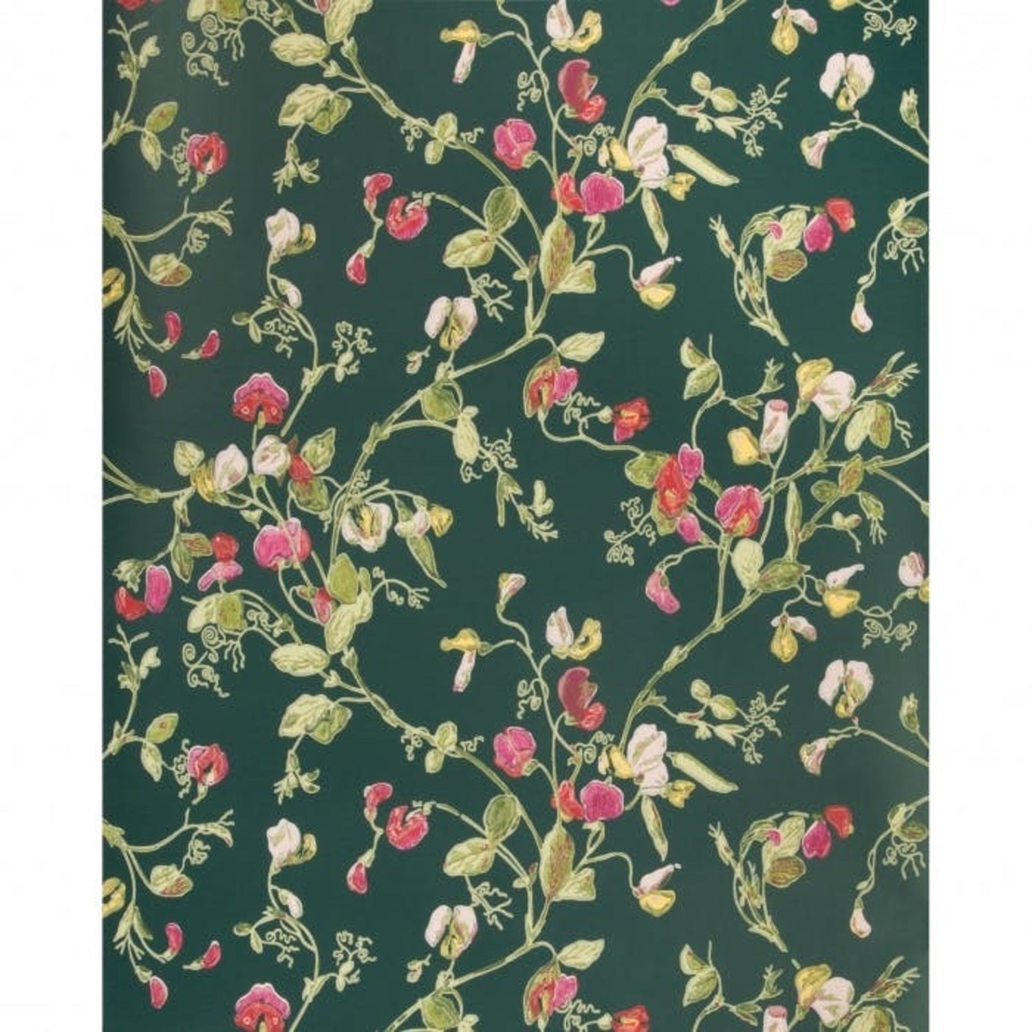 Cole & Son Anthology Sweet Pea Wallpaper