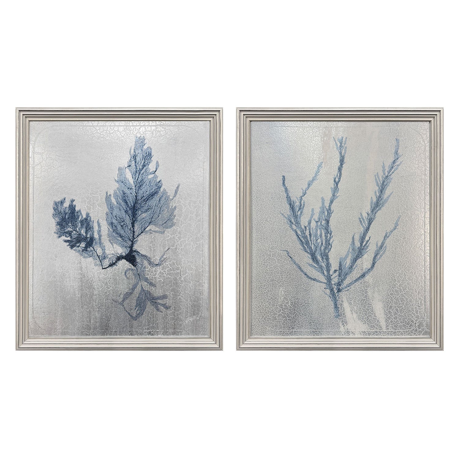 The Studio Oceanic Curiosity I Framed Art Set of 2