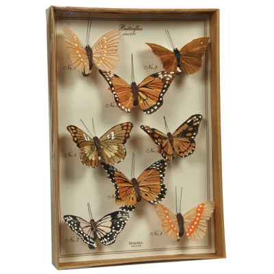 Butterfly Specimen Box