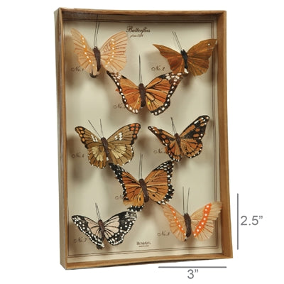 Butterfly Specimen Box
