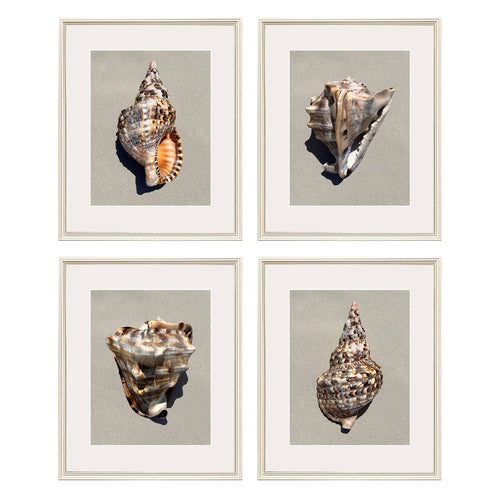 Langdon Tiger Shell Framed Art Set of 4