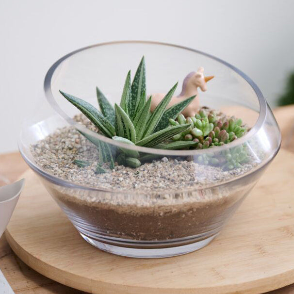 Dynamic Terrarium terrarium in clear glass, three-quarter angle view