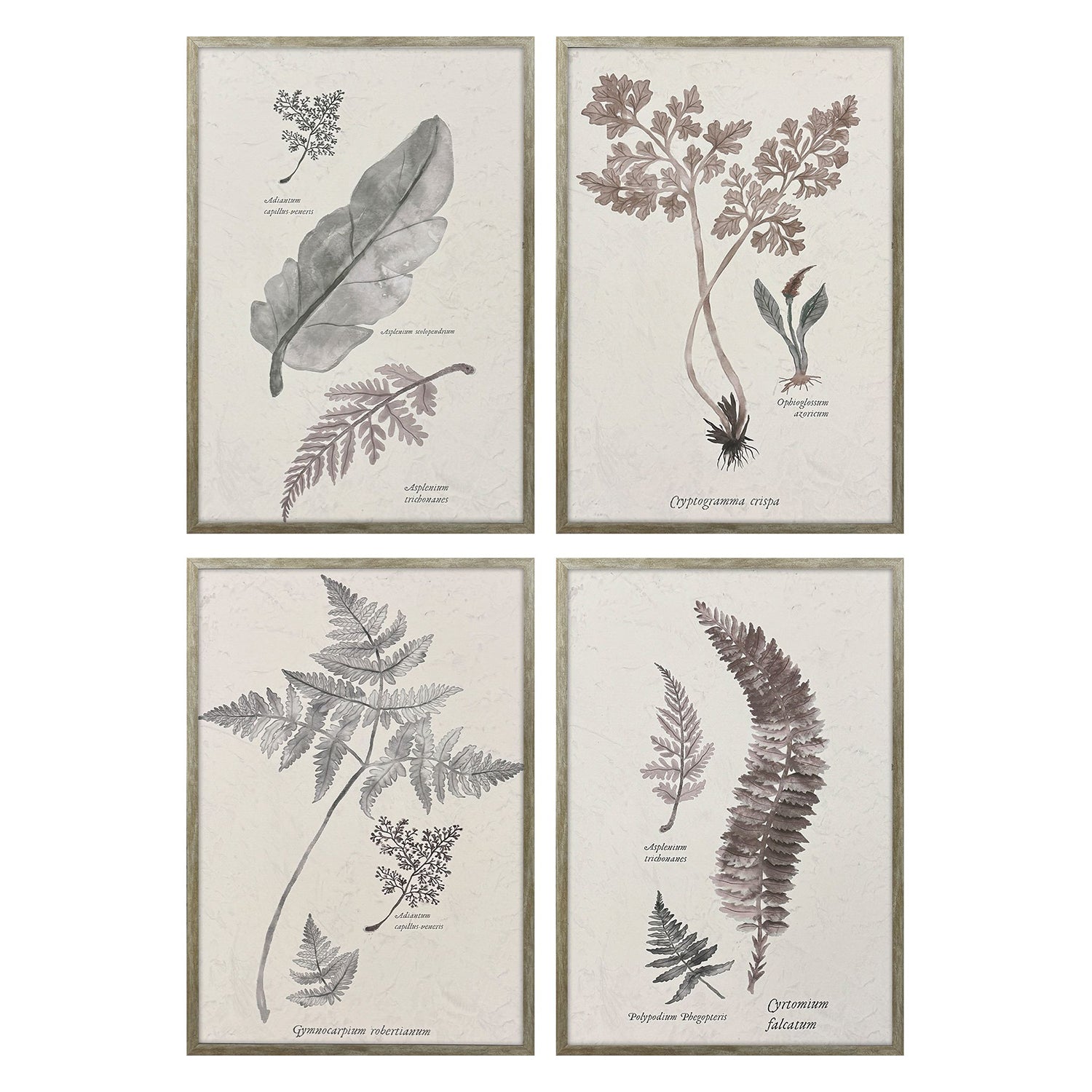 Medley Fern Study Framed Artwork Set of 4