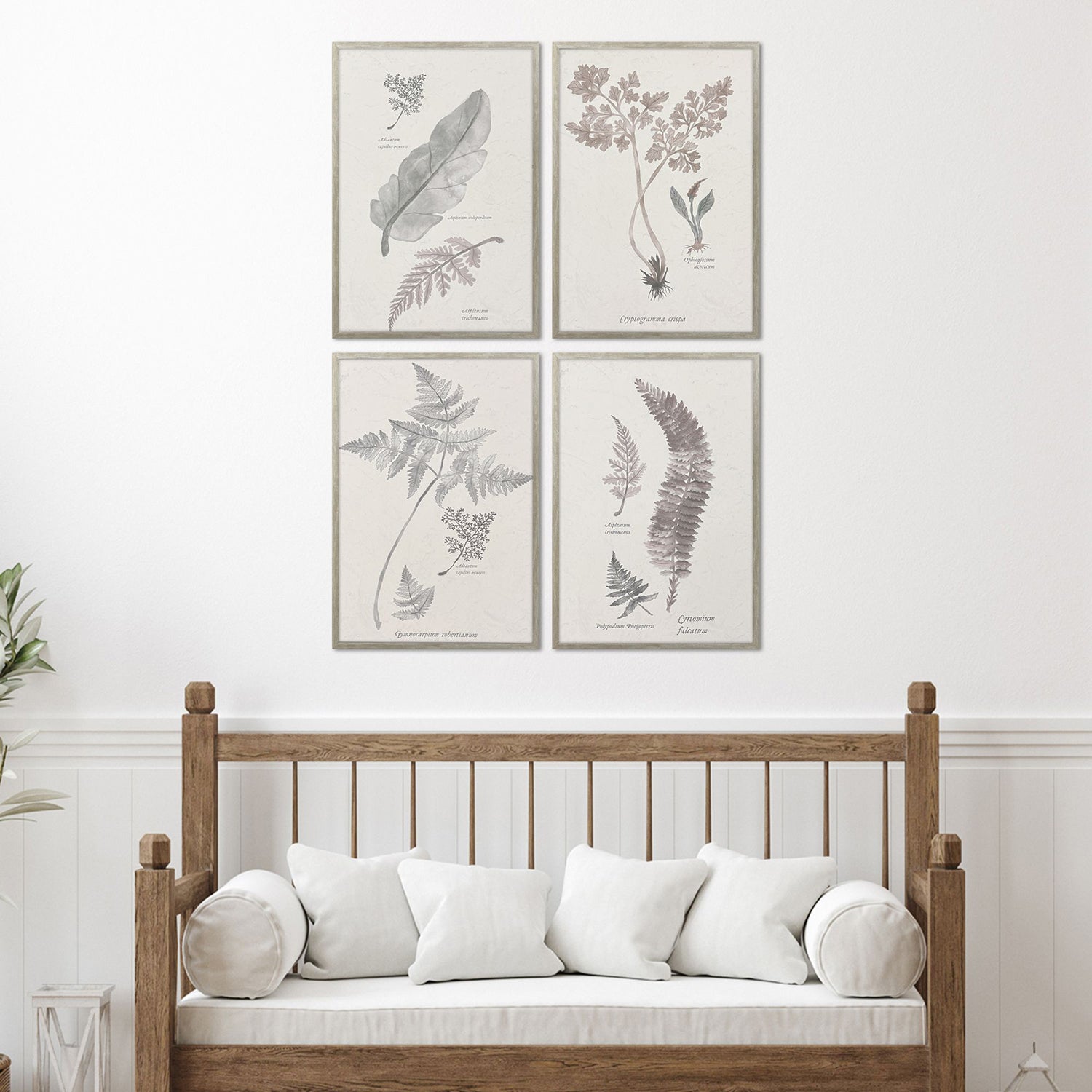 Medley Fern Study Framed Artwork Set of 4