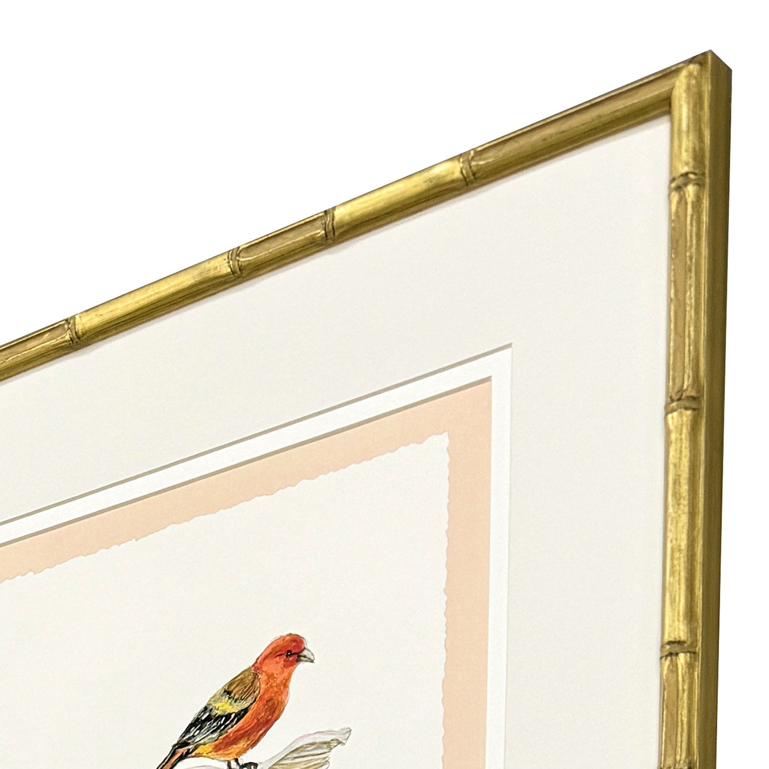 Clayton Bird with Shell Framed Artwork Set of 4