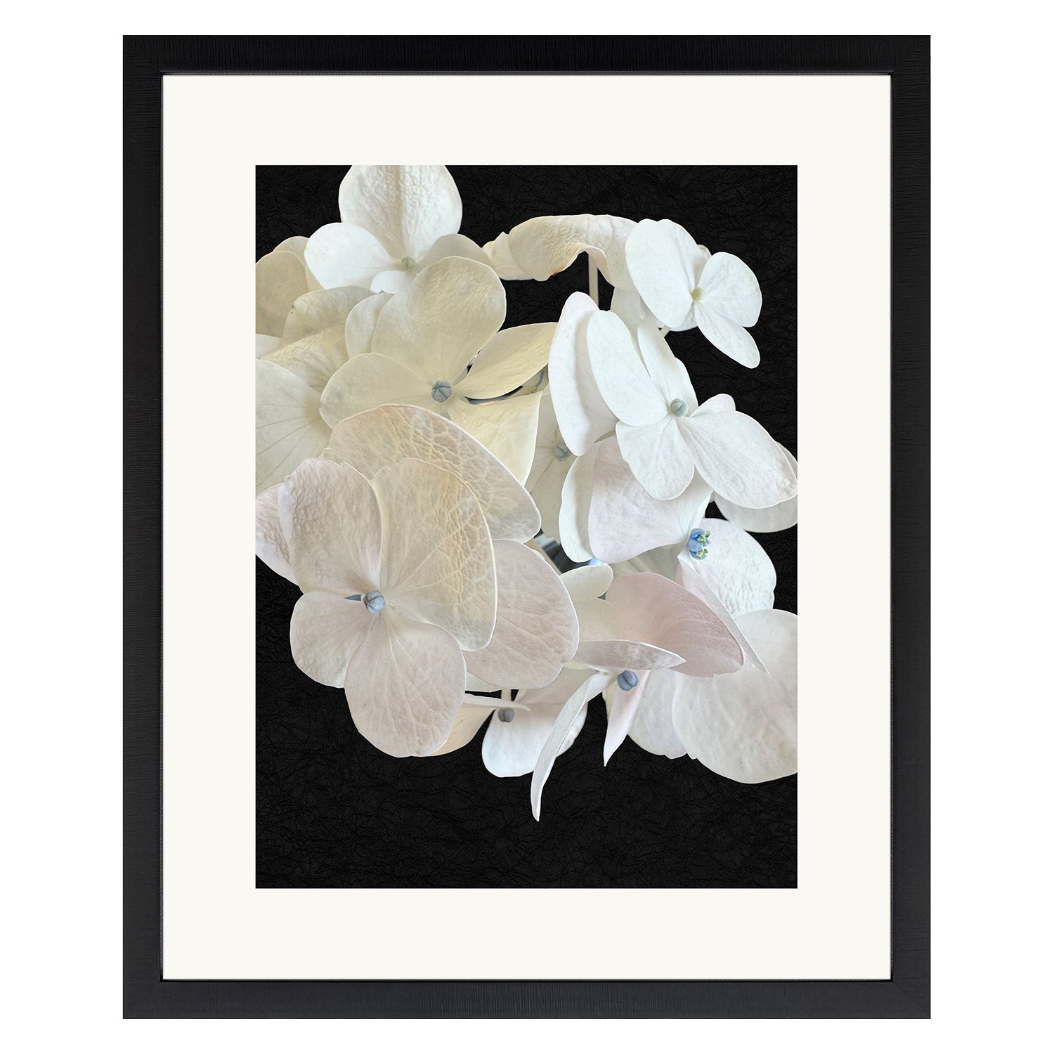 Libby Langdon Modern Hydrangea II Framed Art
