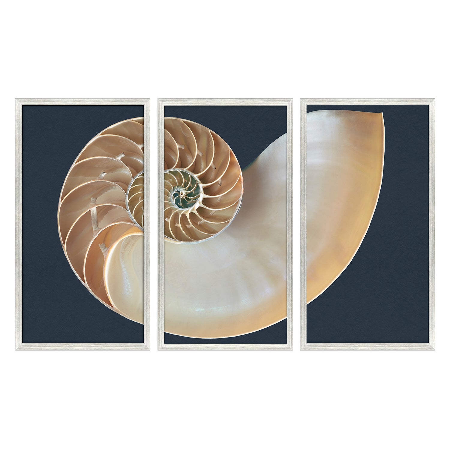 Libby Langdon Nautilus Triptych Framed Art Set of 3