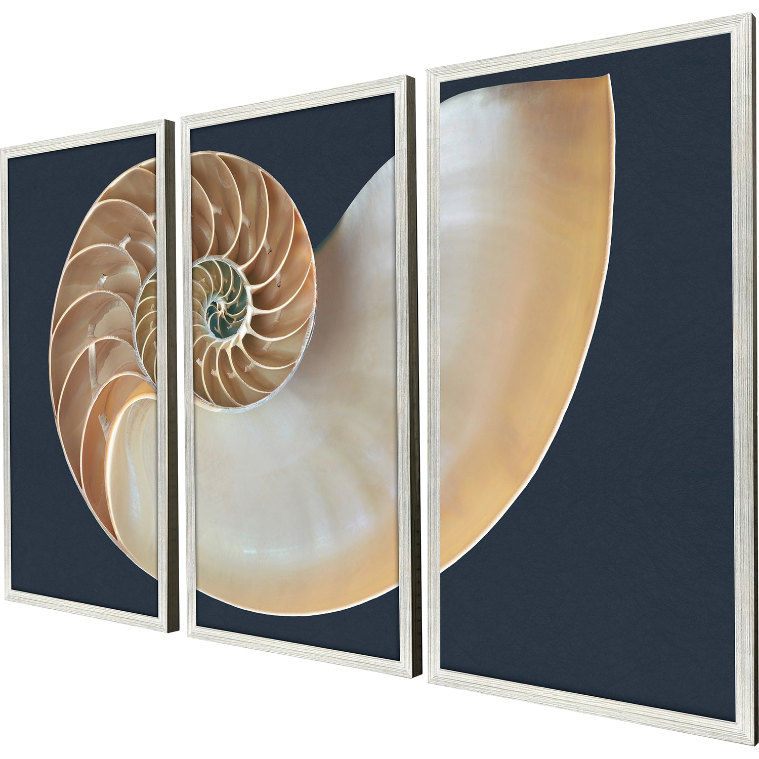 Libby Langdon Nautilus Triptych Framed Art Set of 3