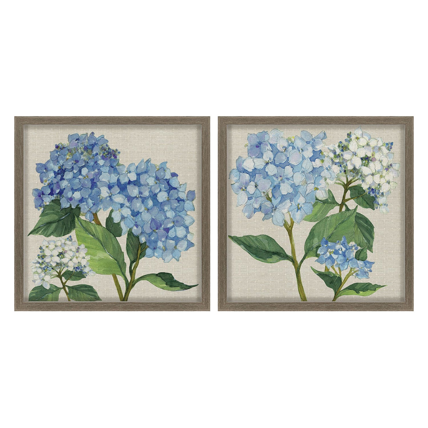 Malanta Knowles Hydrangea Study Framed Art Set of 2