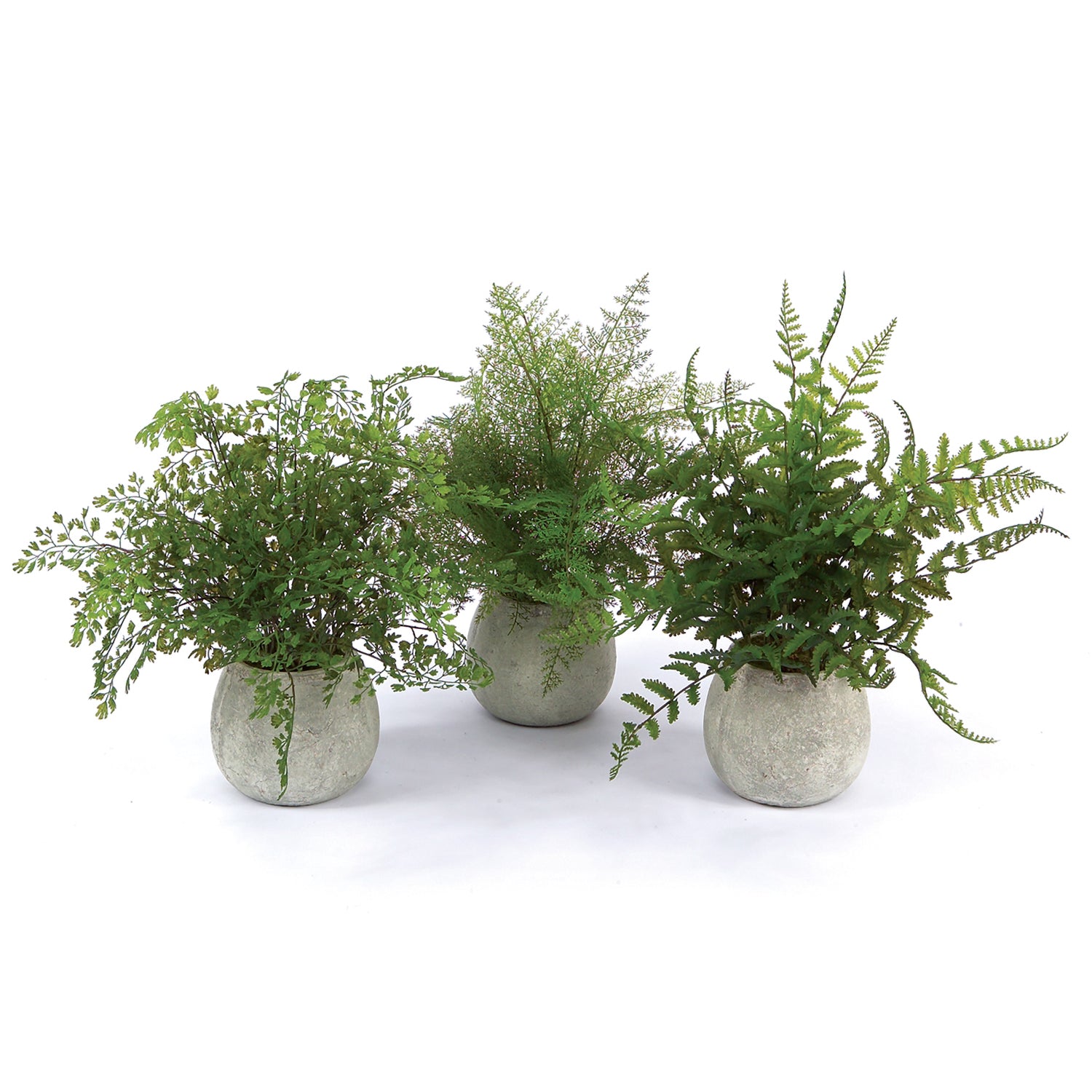 Potted Fern Plant Set of 3