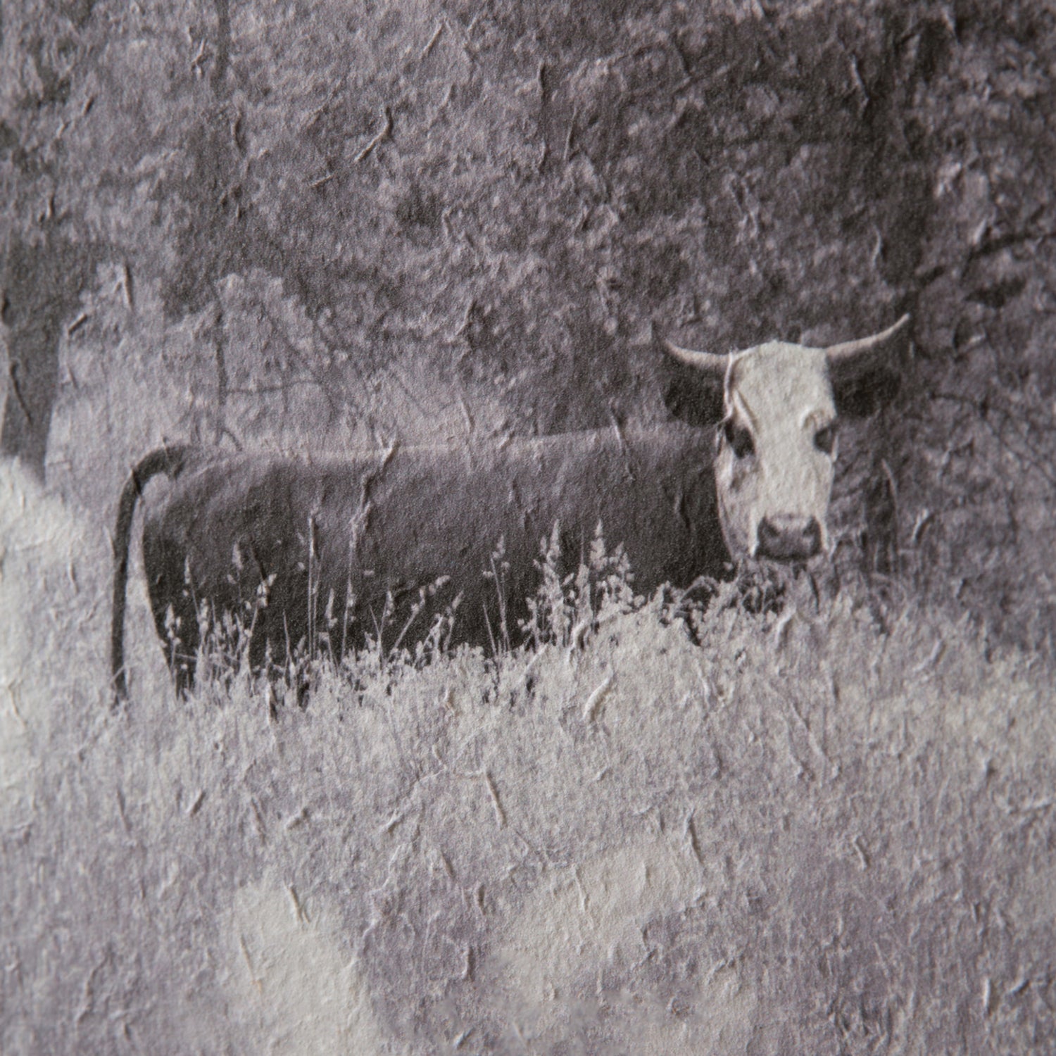 Bull in Pasteur Wall Art
