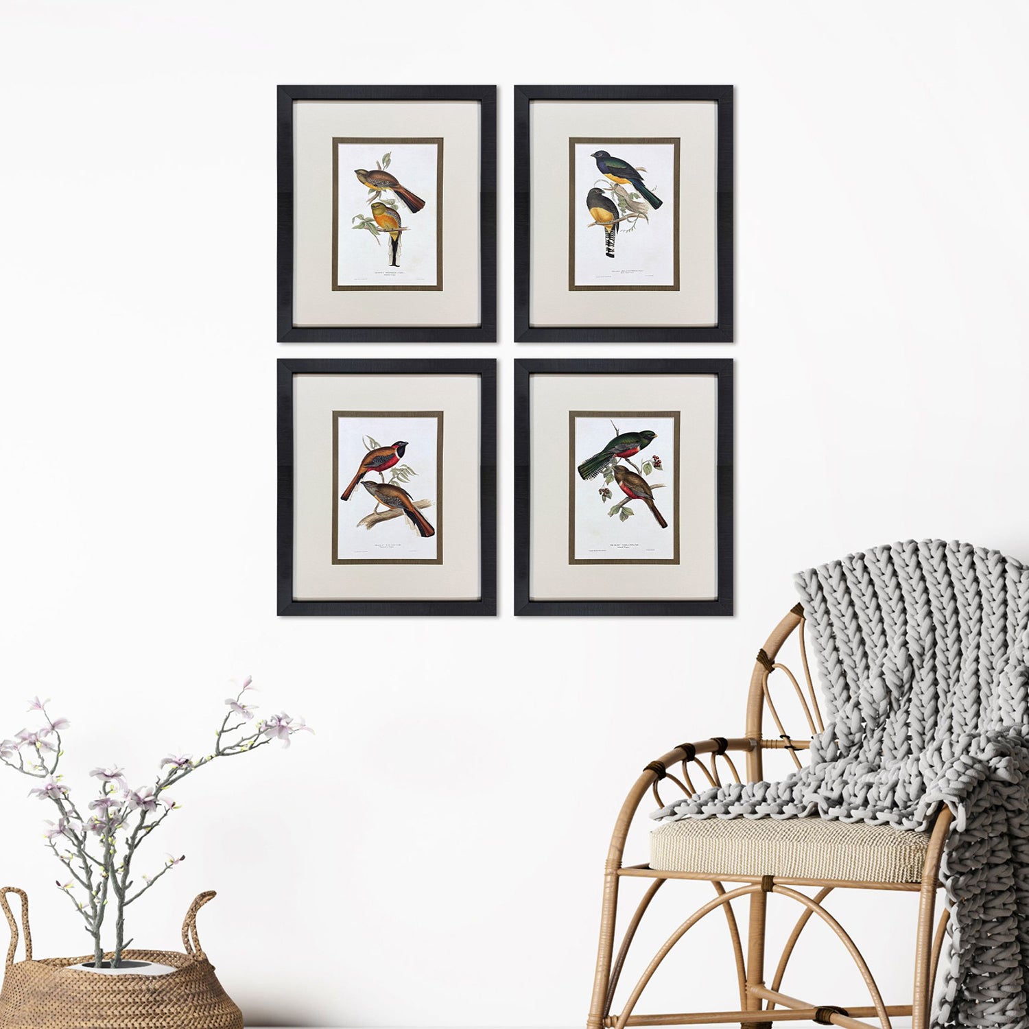 Gould Elegant Trogons Framed Artwork Set of 4