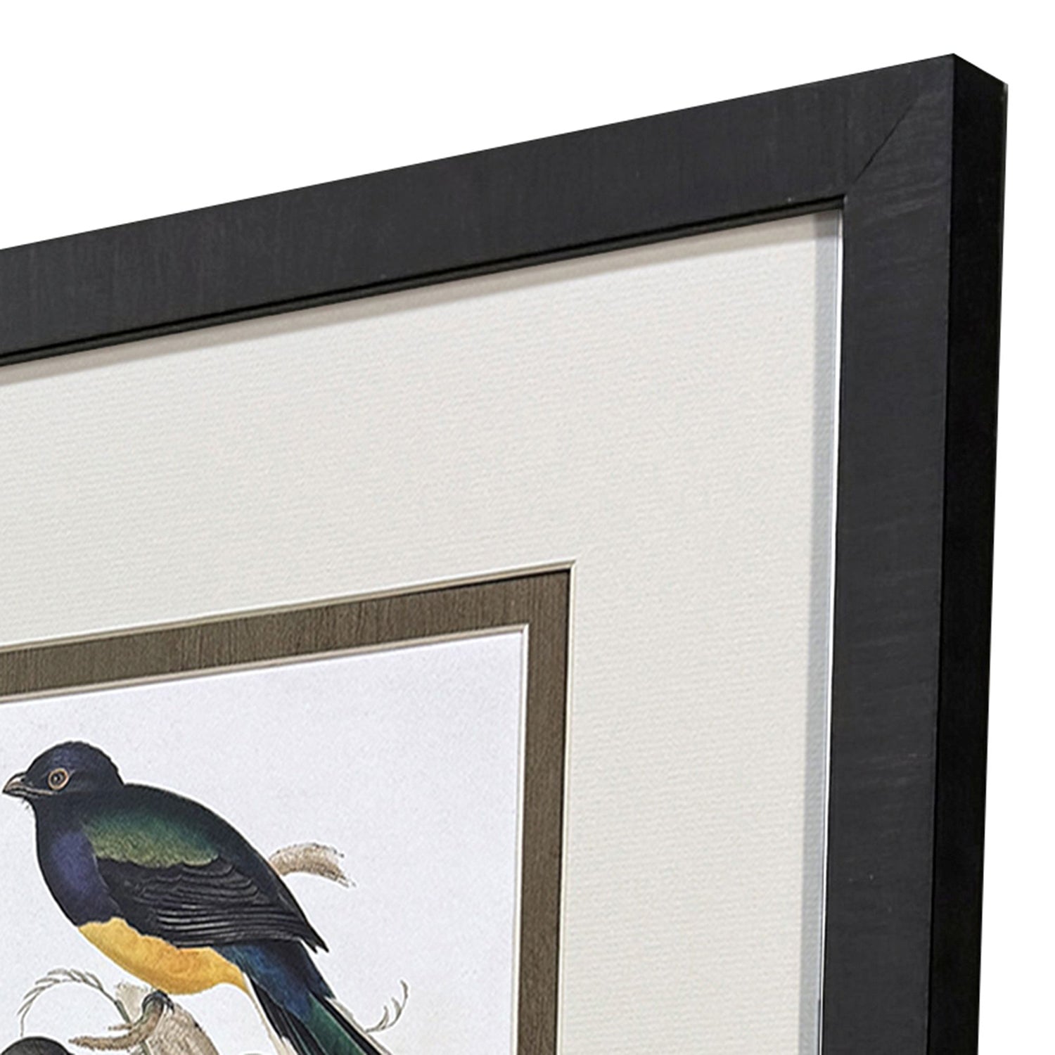 Gould Elegant Trogons Framed Artwork Set of 4