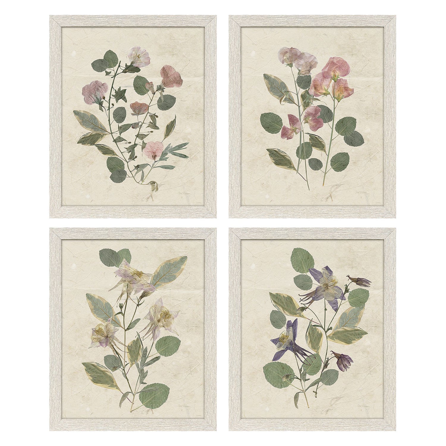 Robinson Pressed Arrangement Framed Artwork Set of 4