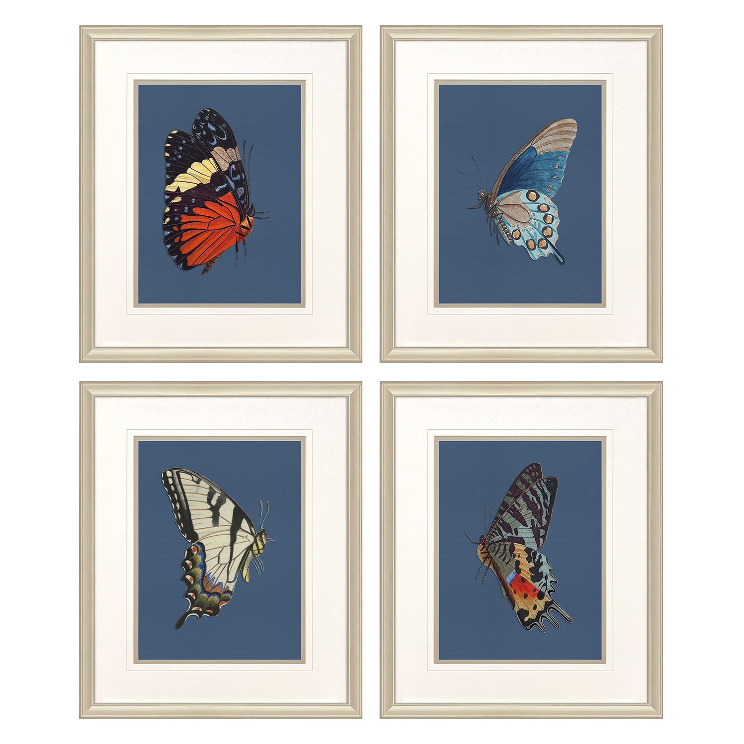 Libby Langdon Color Flutters Framed Art Set of 4