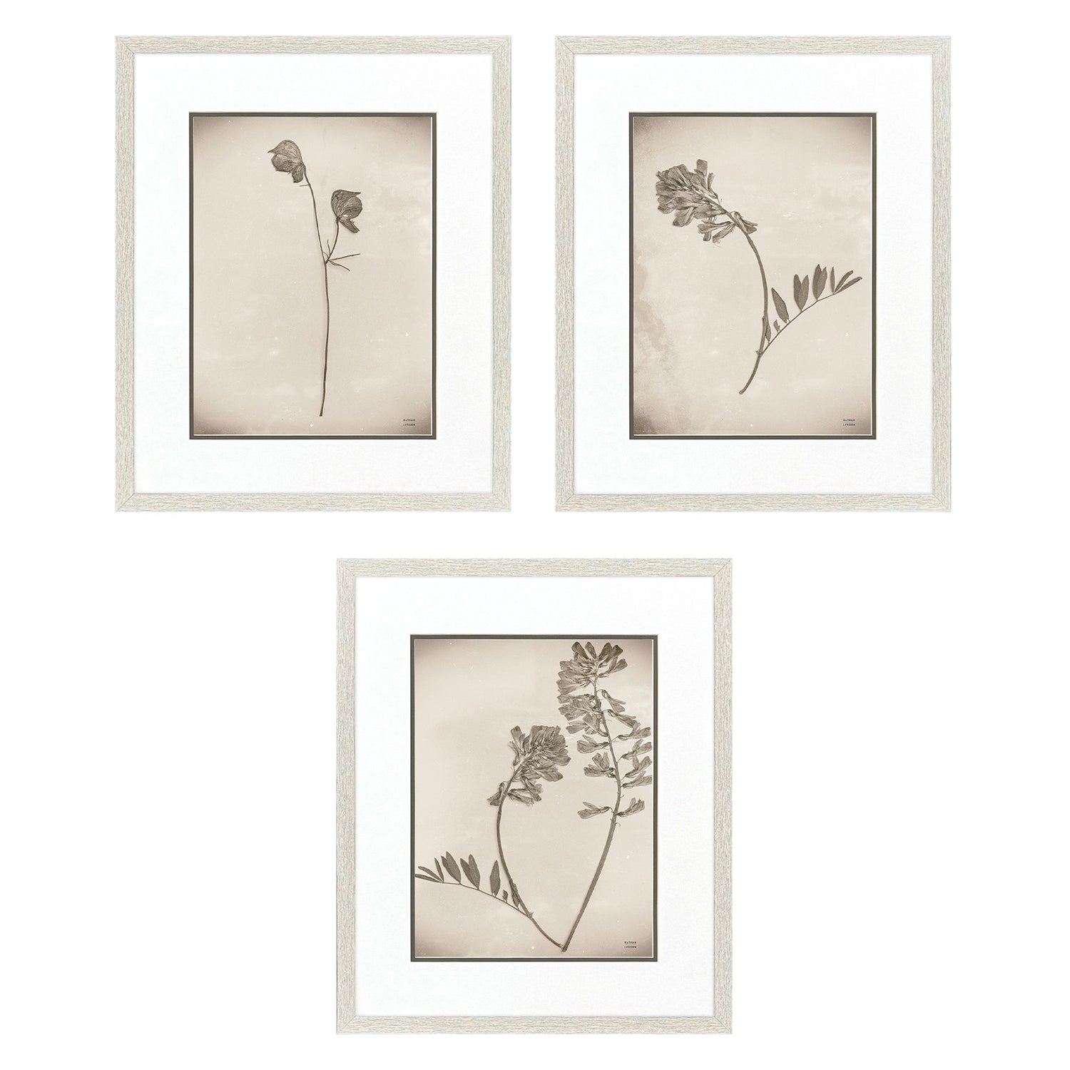 Jordan Glassco-Smith Wildflower Stems II Framed Art Set of 3
