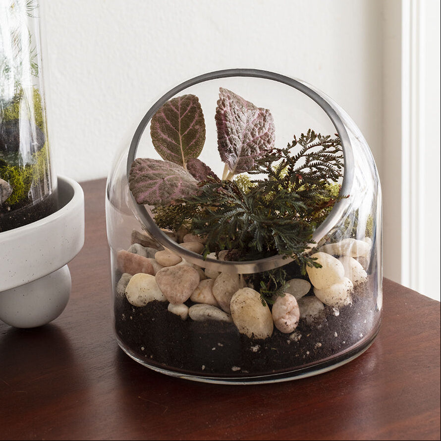 Warner Terrarium styled on a home surface