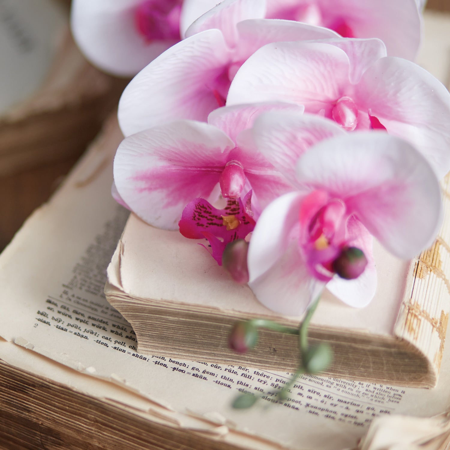 Moon Orchid Stem Foilage Set of 12