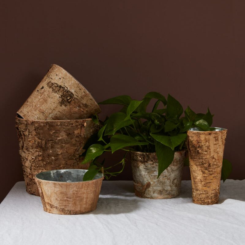 Birch with Zinc Lining Pot