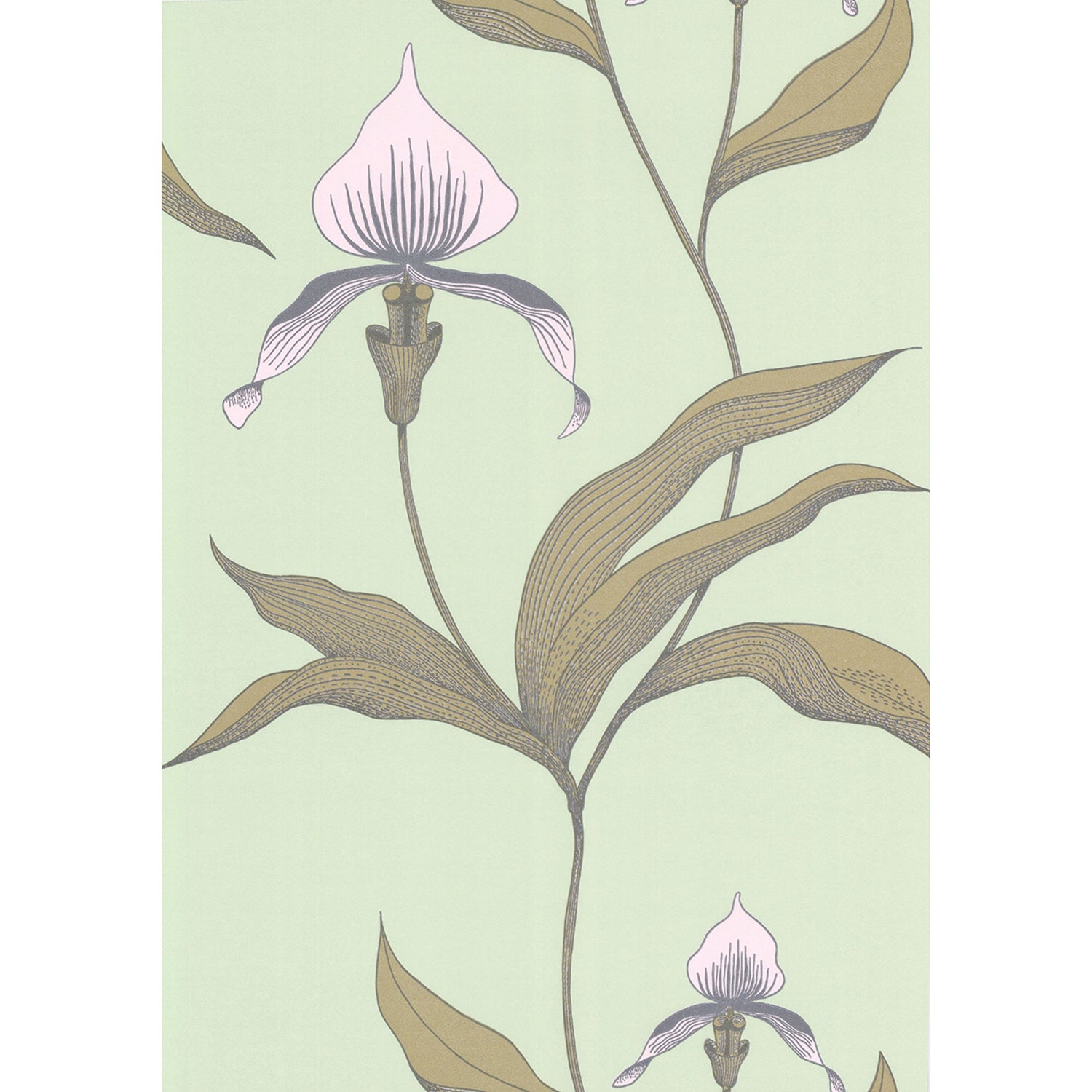 Cole & Son New Contemporary Orchid Wallpaper