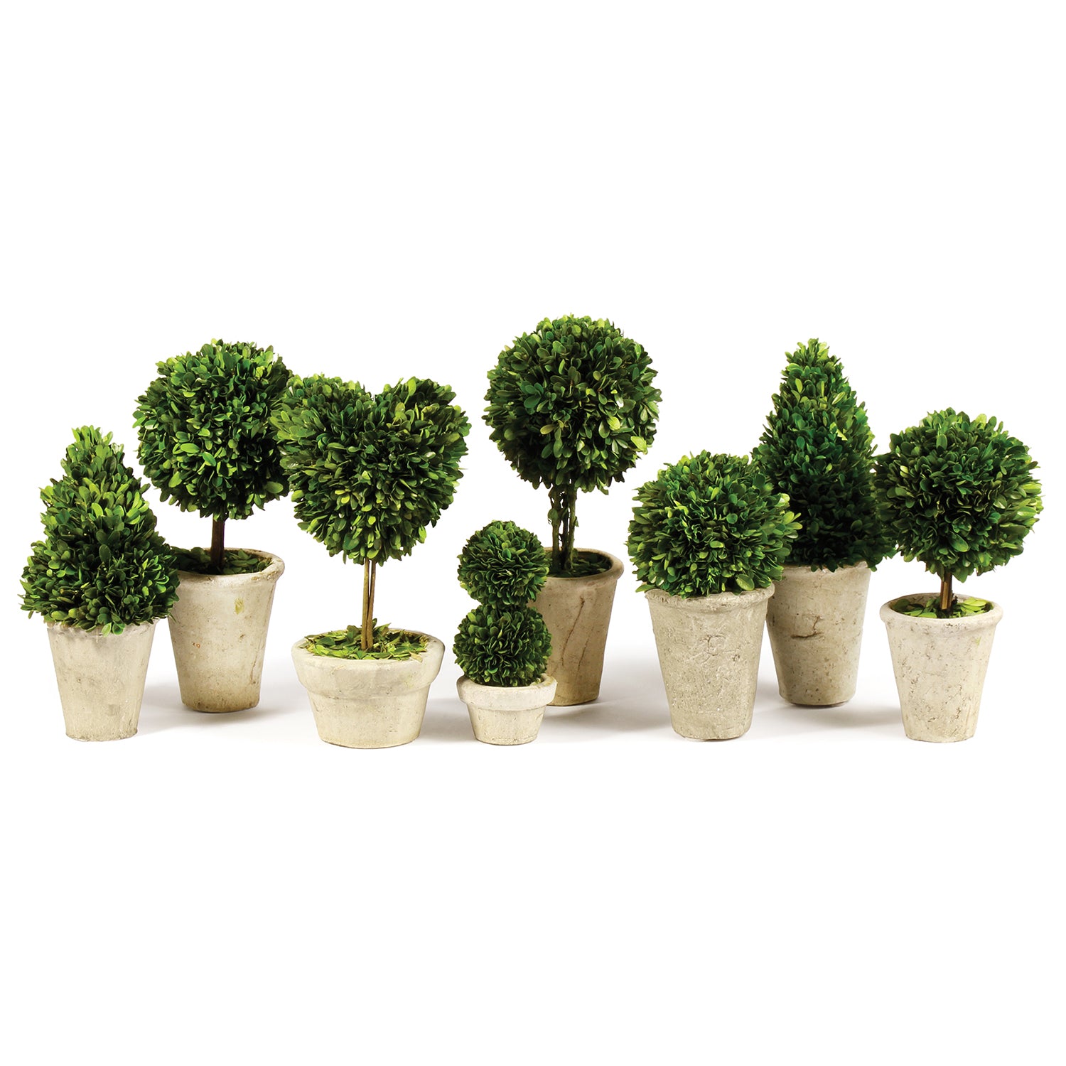 Boxwood Topiaries in Pot Set of 8
