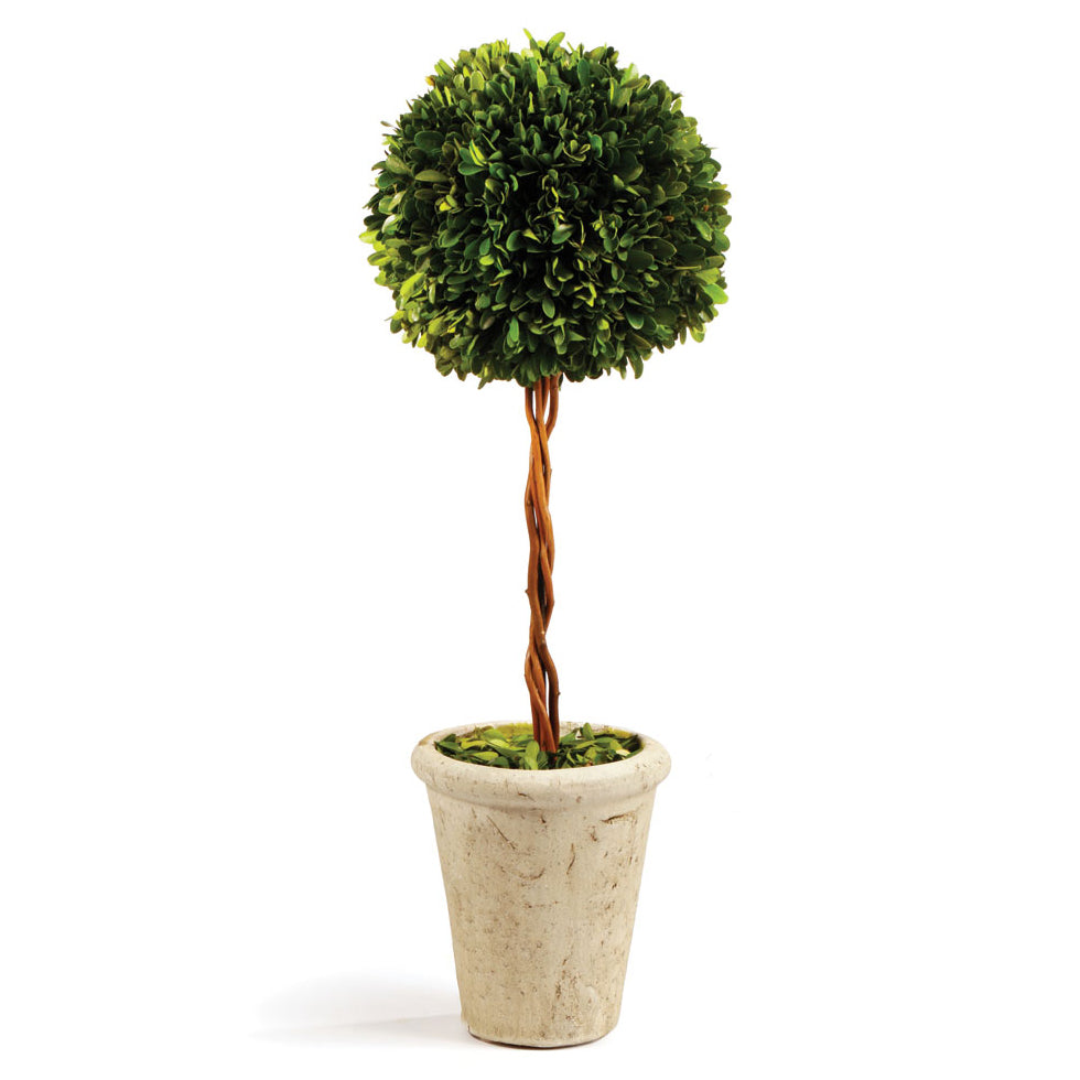 Boxwood Sphere Topiary