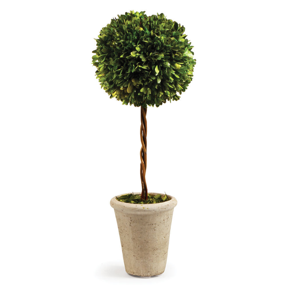 Boxwood Sphere Topiary