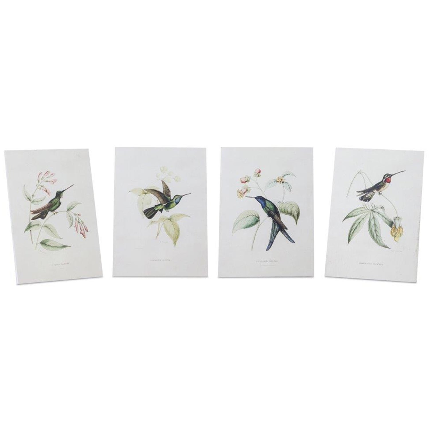 Tabletop Encyclopedia Hummingbird Print Set of 4