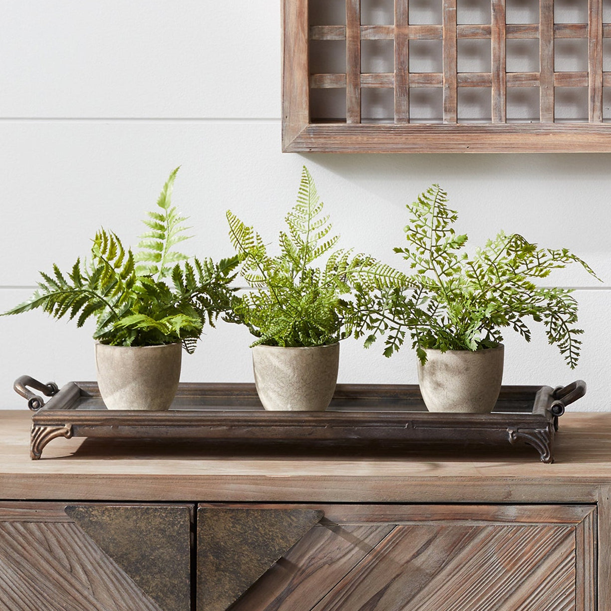 Assorted Fern Plant in Grey Pot Set of 3
