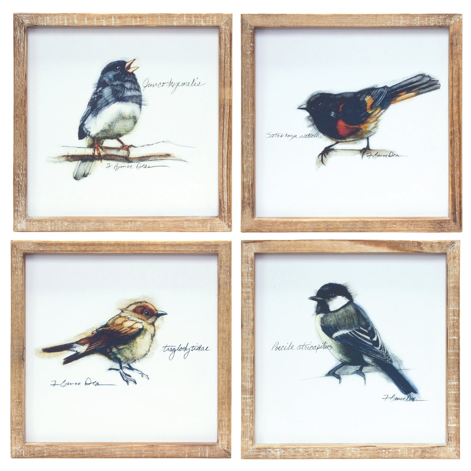 Wood Framed Bird Art Print Set of 4