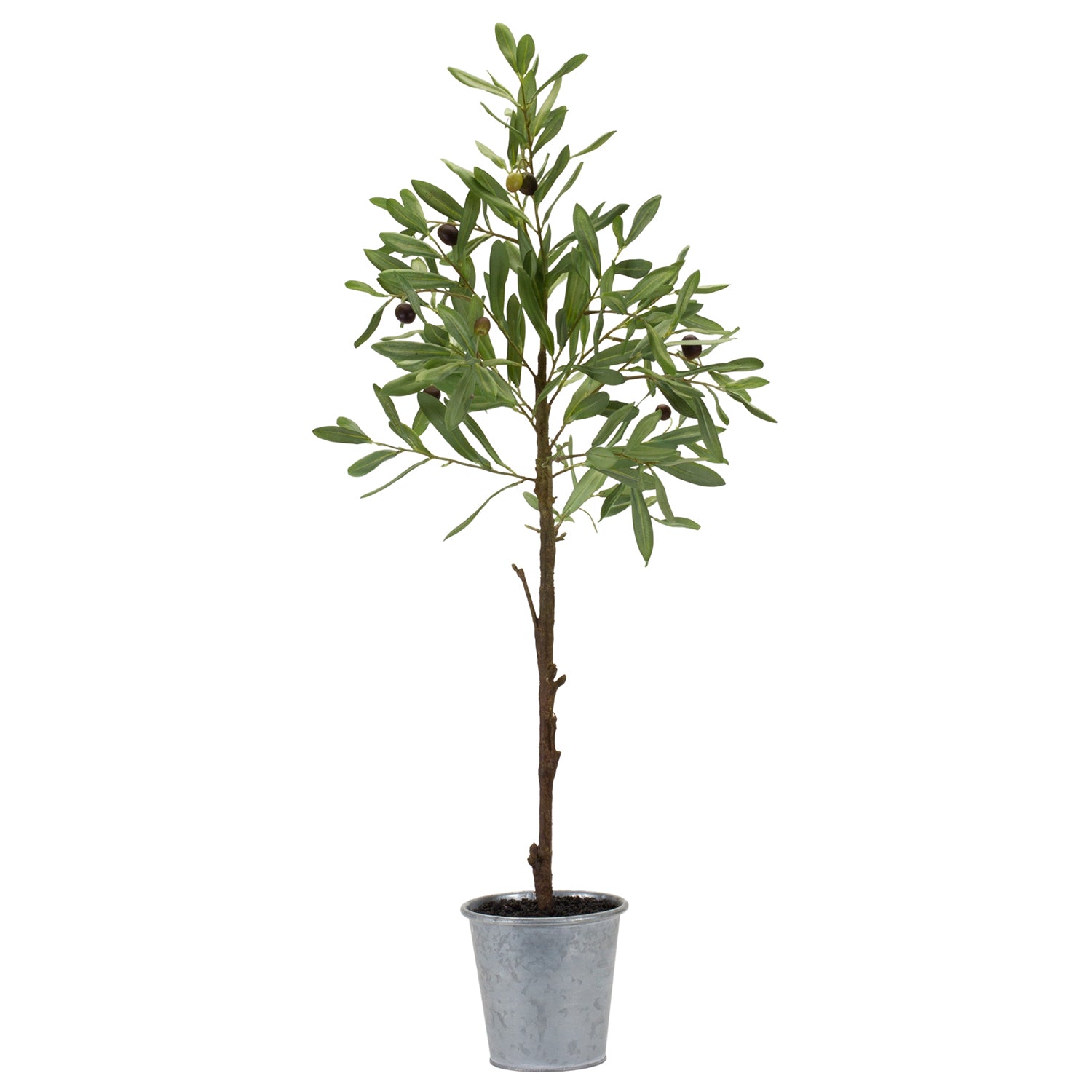 Potted Olive Leaf Silk Tree