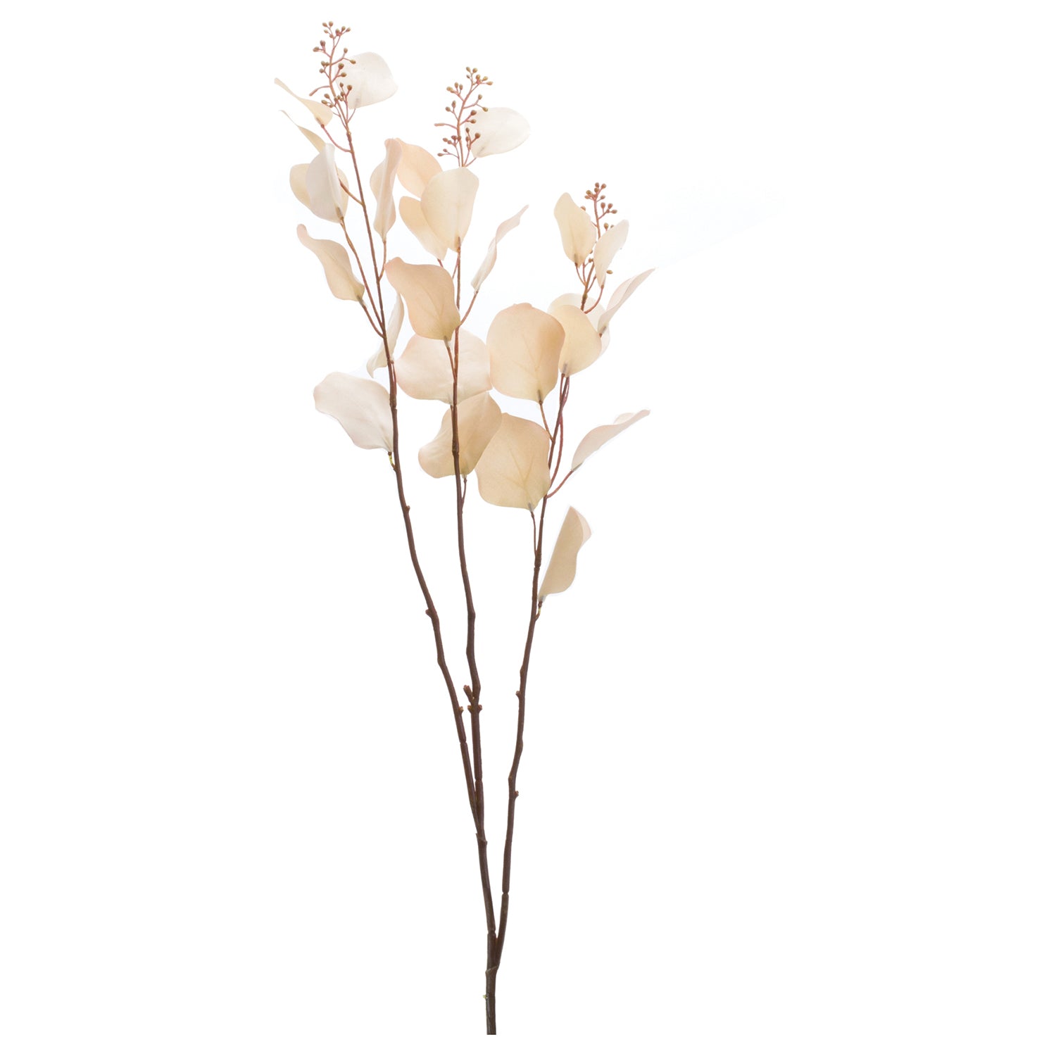 Seeded Eucalyptus Stem Set of 6