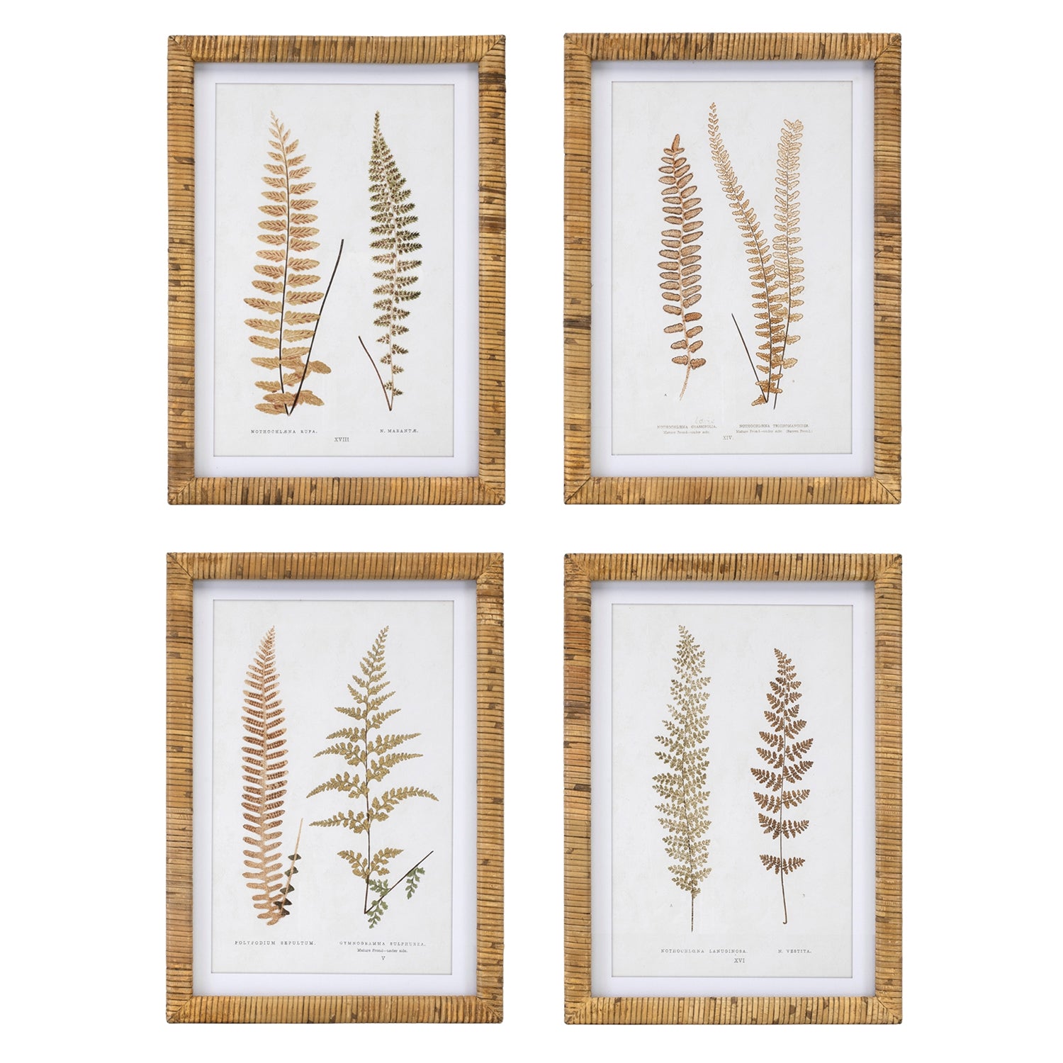 Fern Framed Print Set of 4