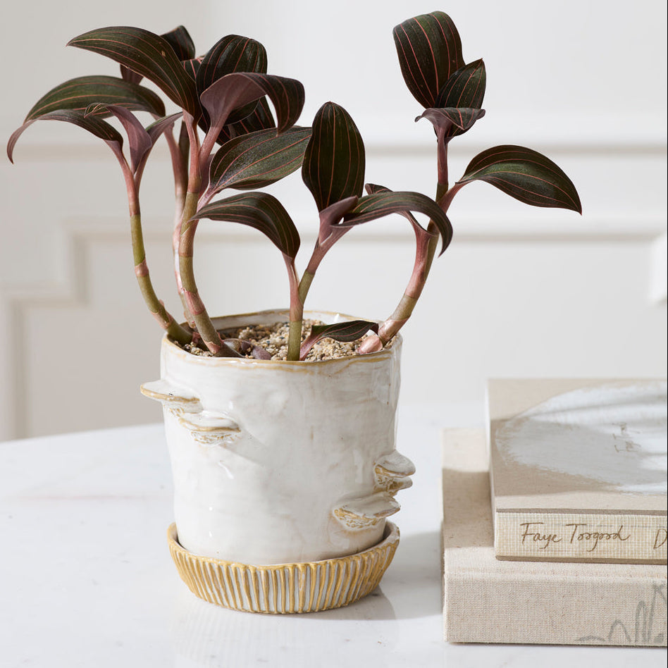 Stepped Mushroom Pot With Saucer