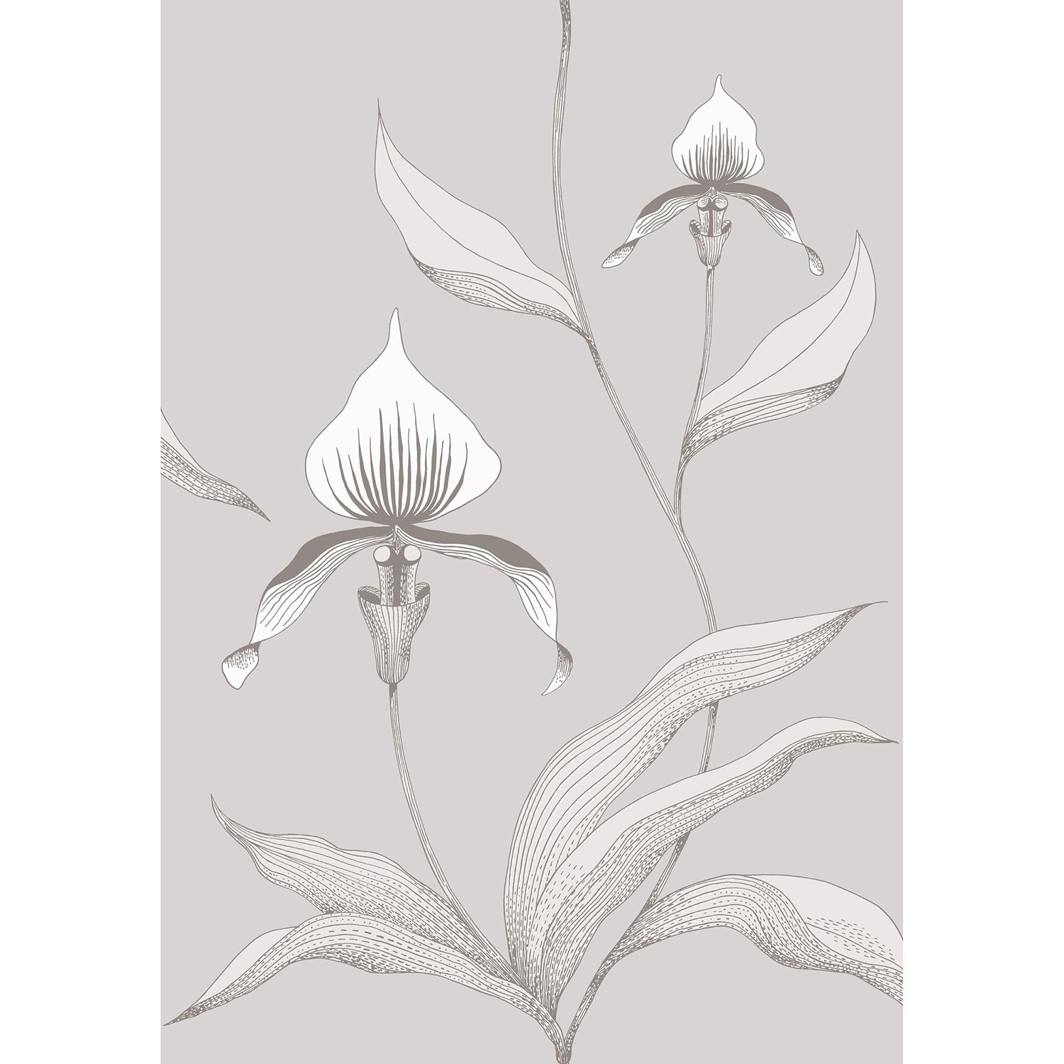 Cole & Son Contemporary Restyled Orchid Wallpaper