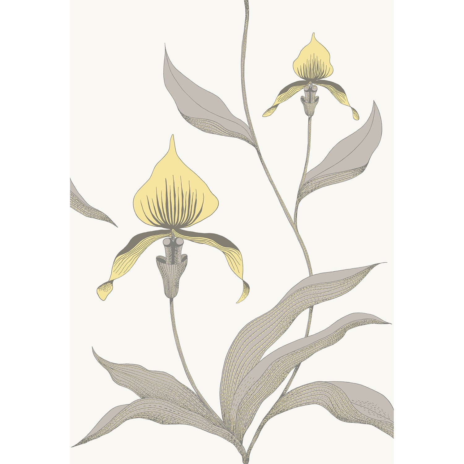 Cole & Son Contemporary Restyled Orchid Wallpaper
