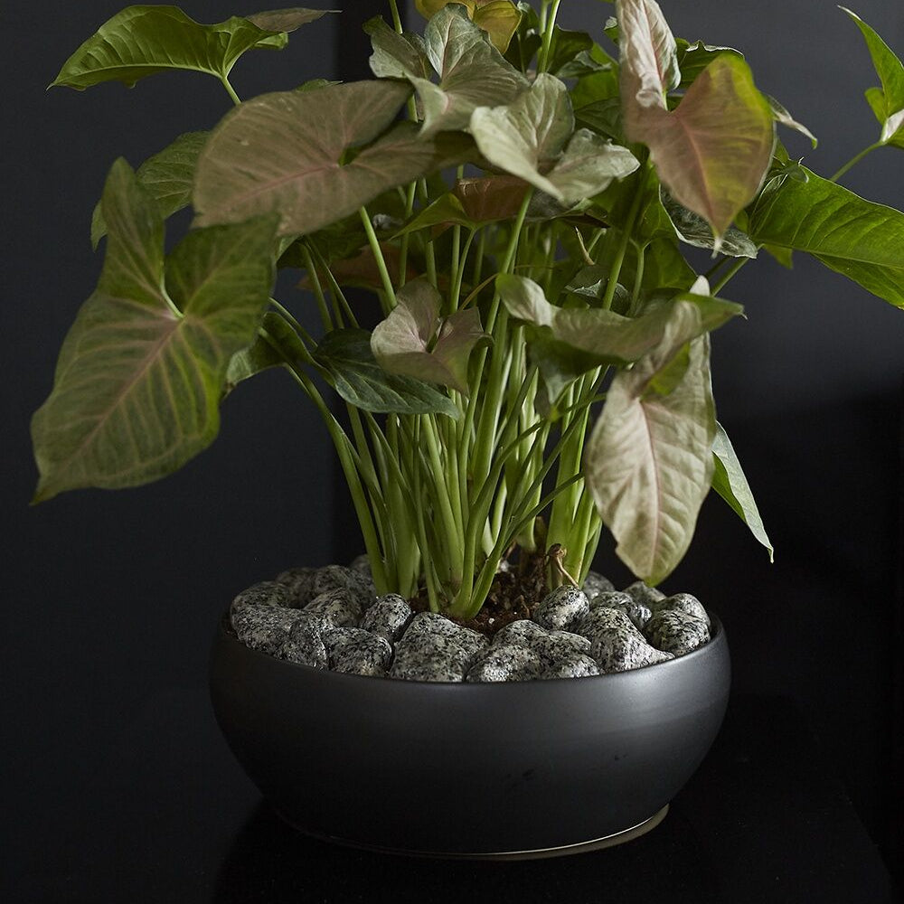 Simply Bowl as a versatile decor piece