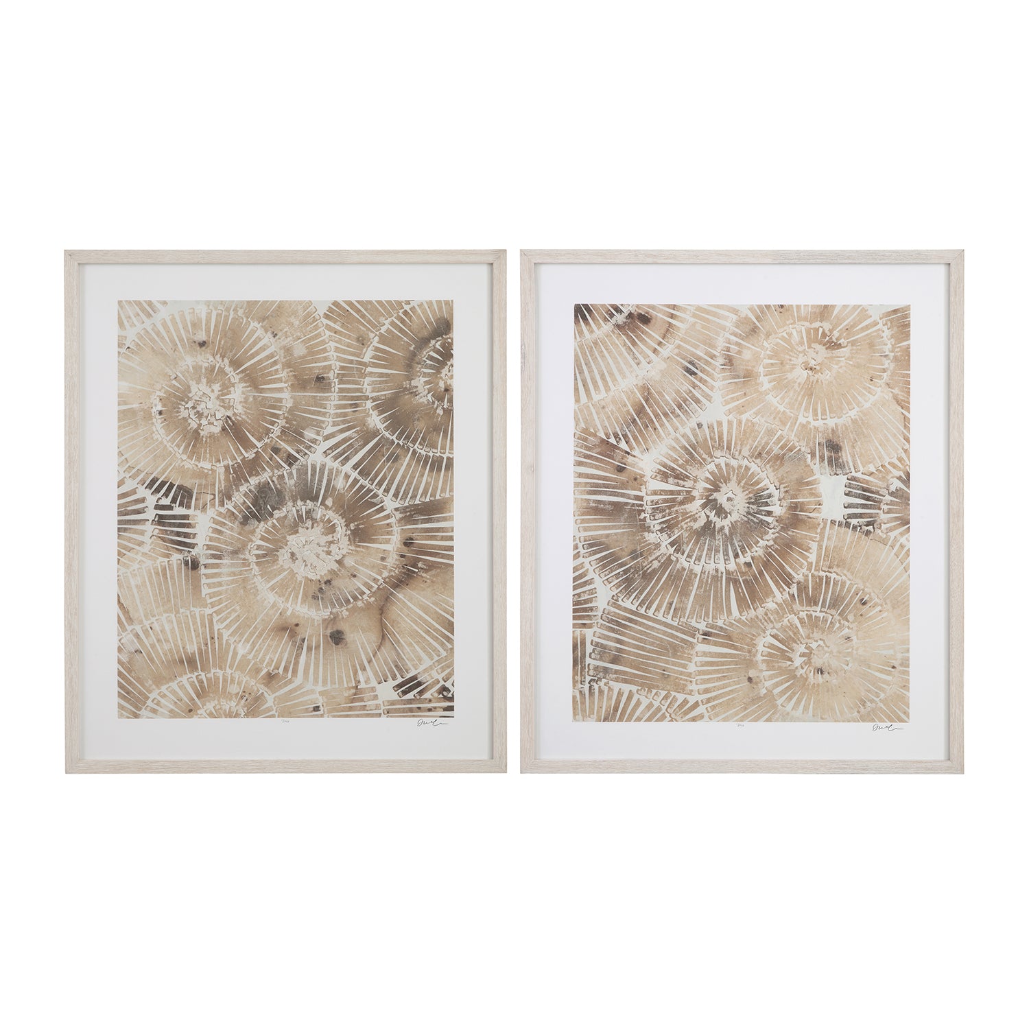 Bassett Mirror Fossil Nautilus II Framed Print