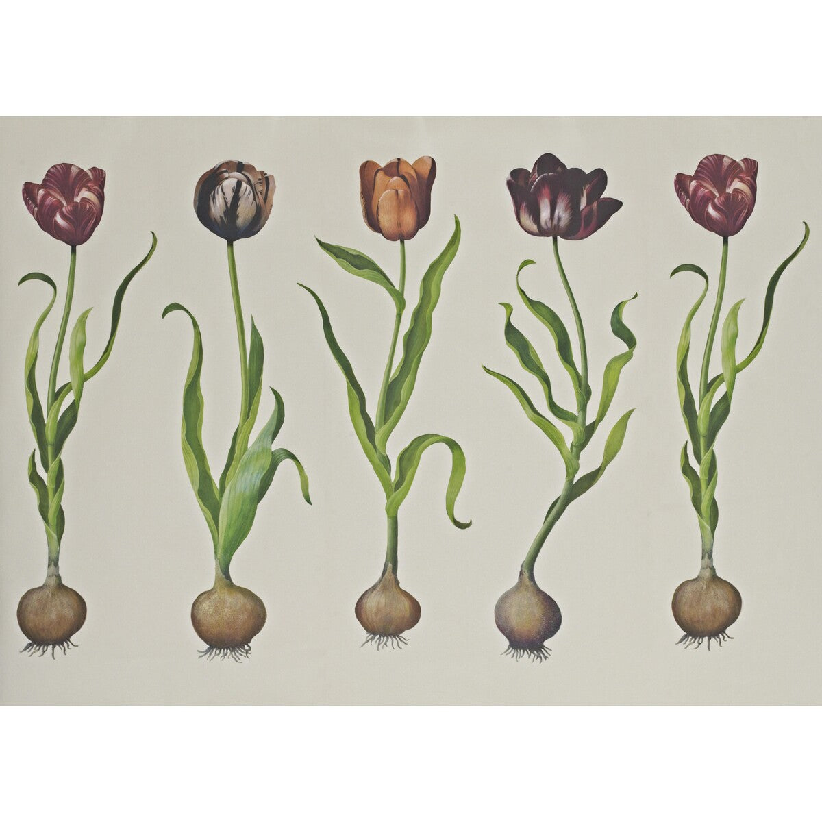 Andrew Martin x Kravet Couture Tulips 310 Wallpaper