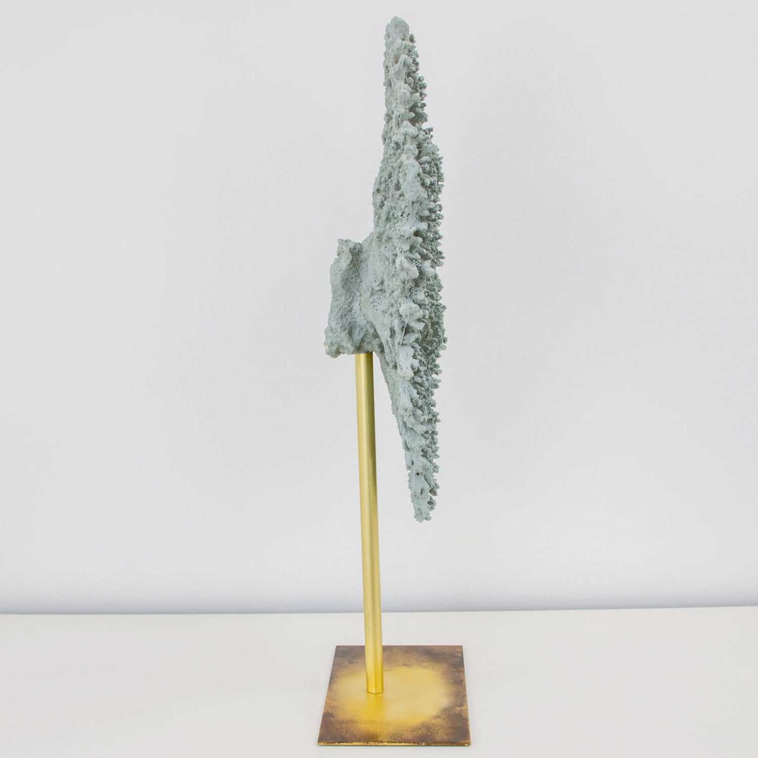 Coral Plate Sculpture