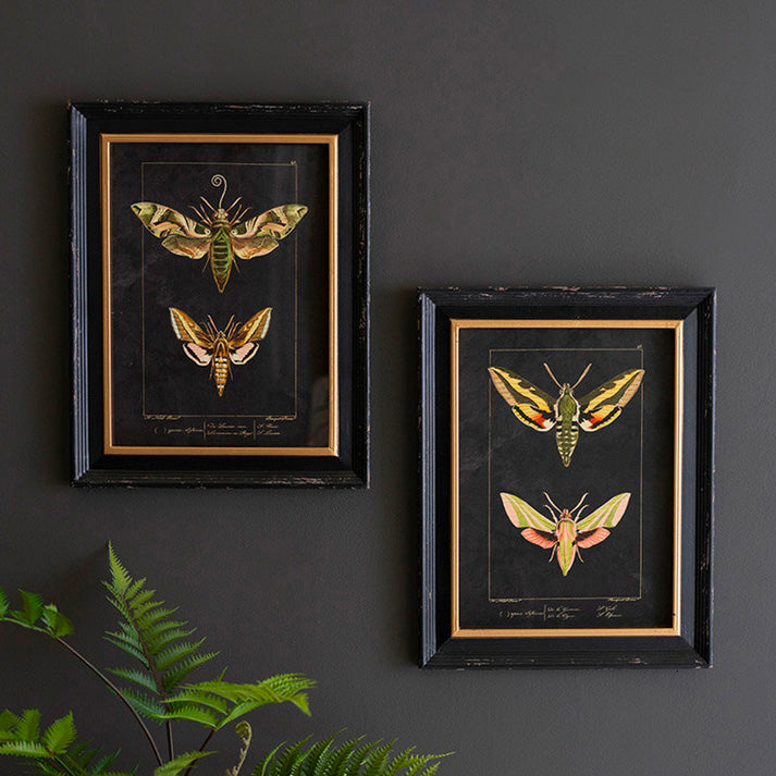 Framed Moth Print Under Glass Set of 2