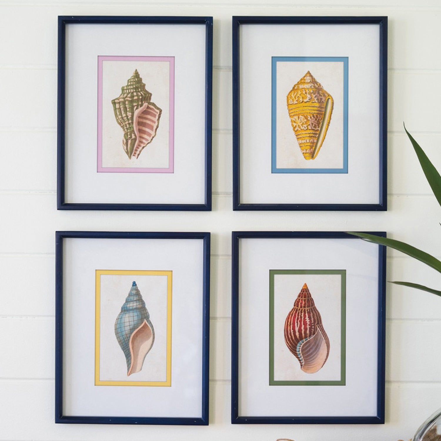 Shell Prints Framed Artwork Set of 4