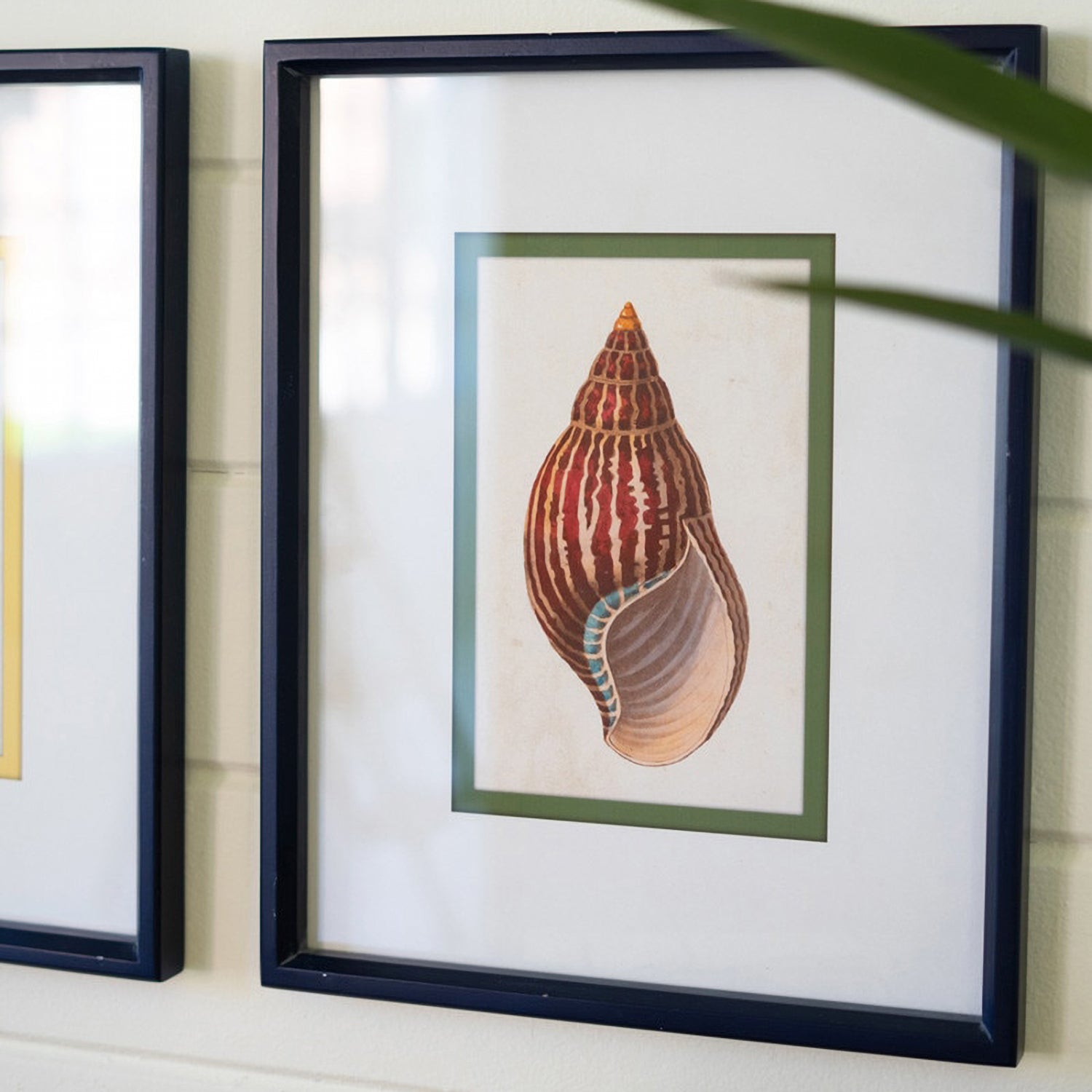 Shell Prints Framed Artwork Set of 4