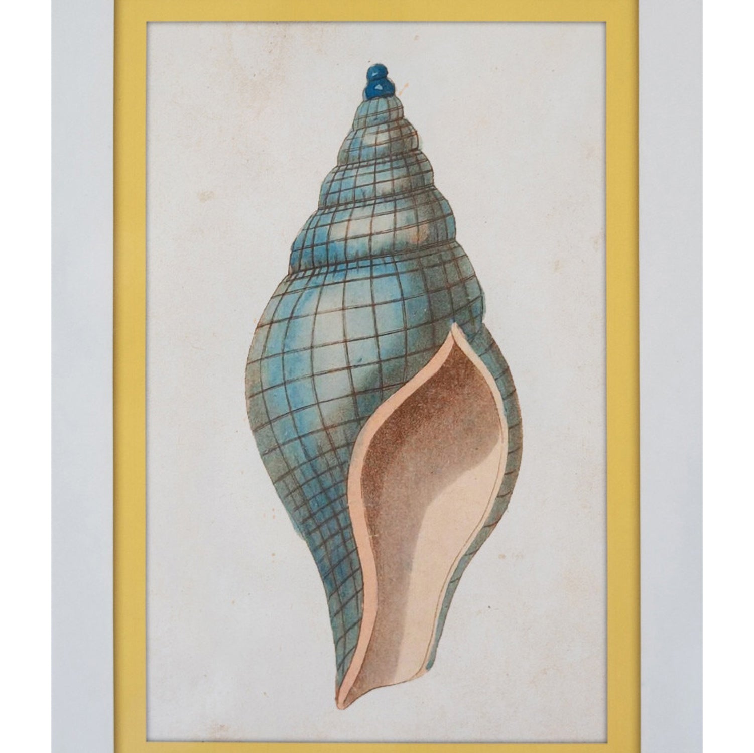 Shell Prints Framed Artwork Set of 4