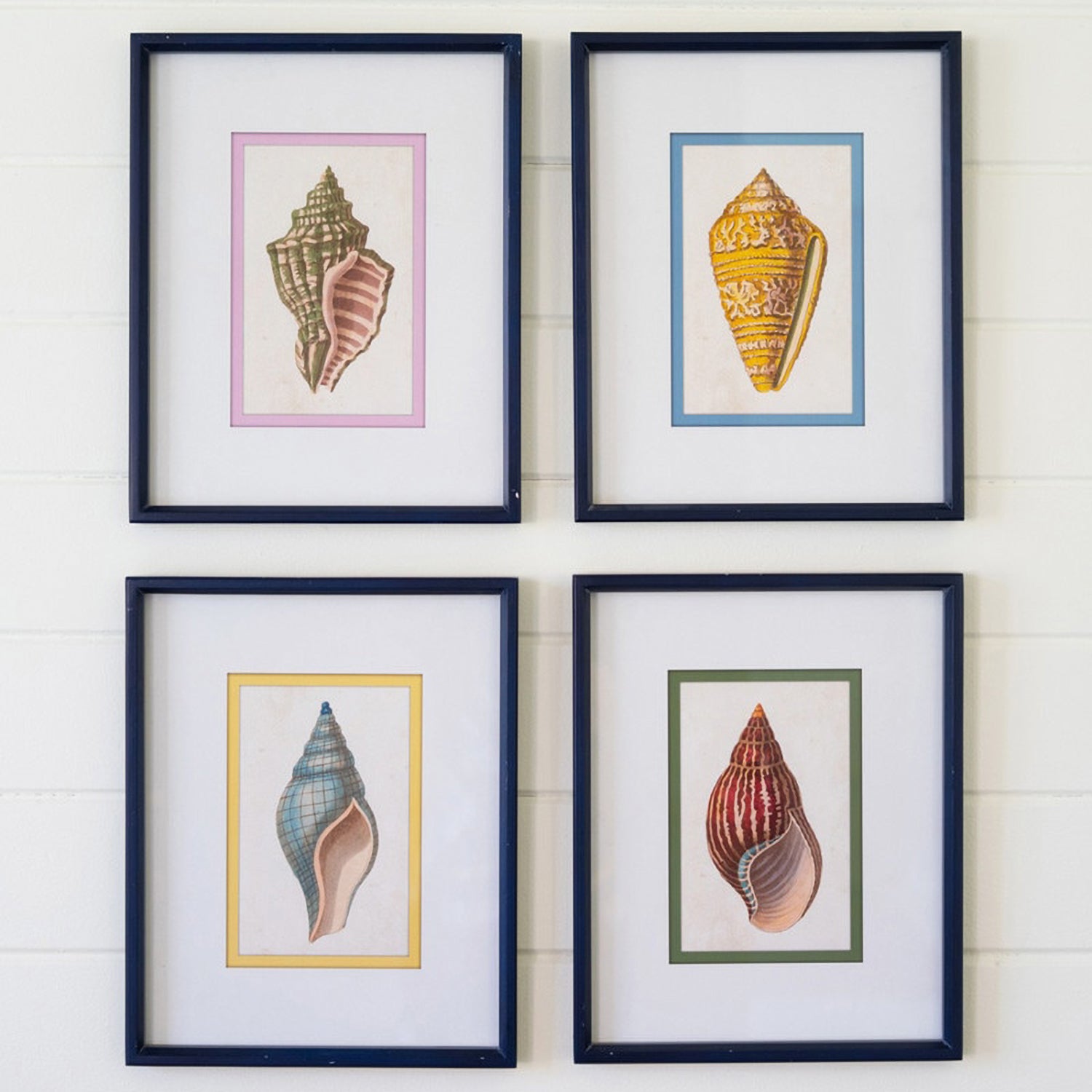 Shell Prints Framed Artwork Set of 4