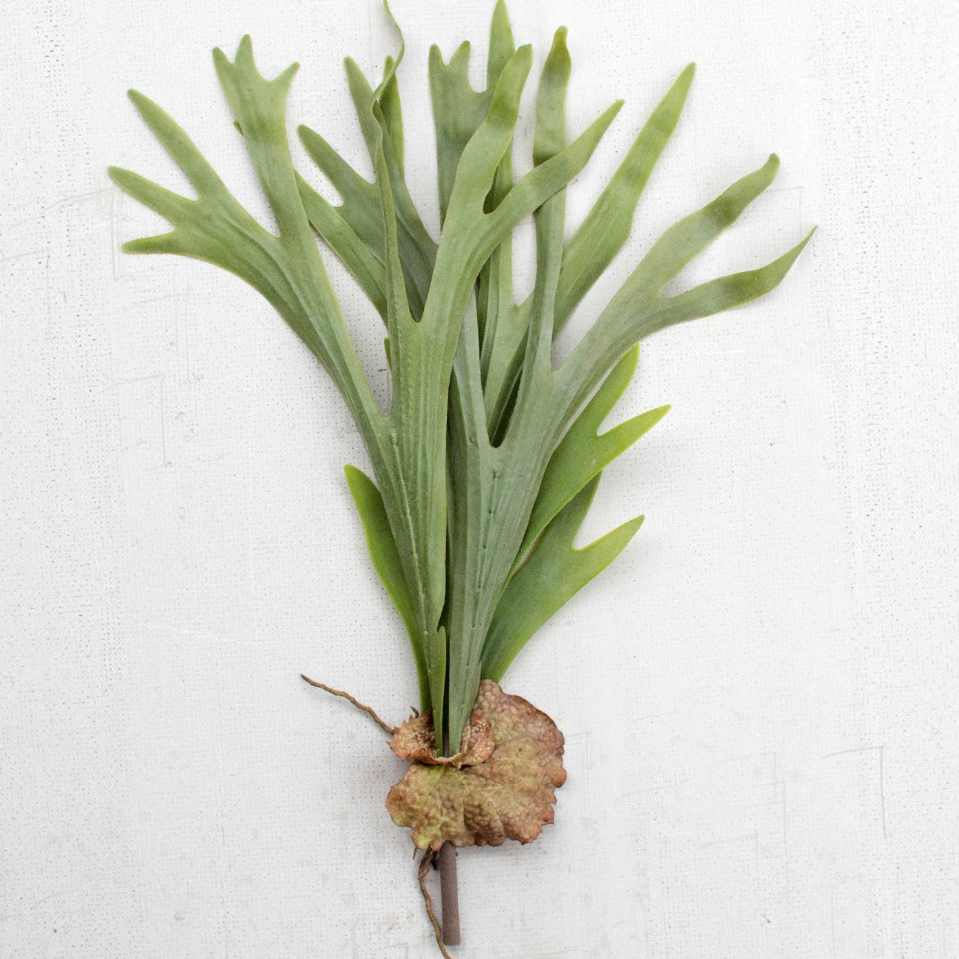 Staghorn Fern Faux Plant Stem Set of 6