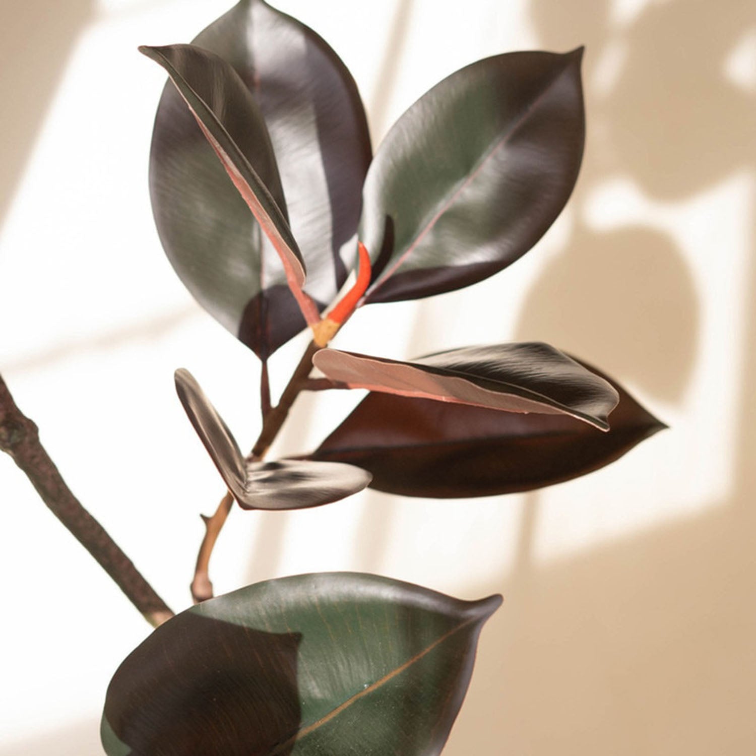 Rubber Tree Potted Faux Tree