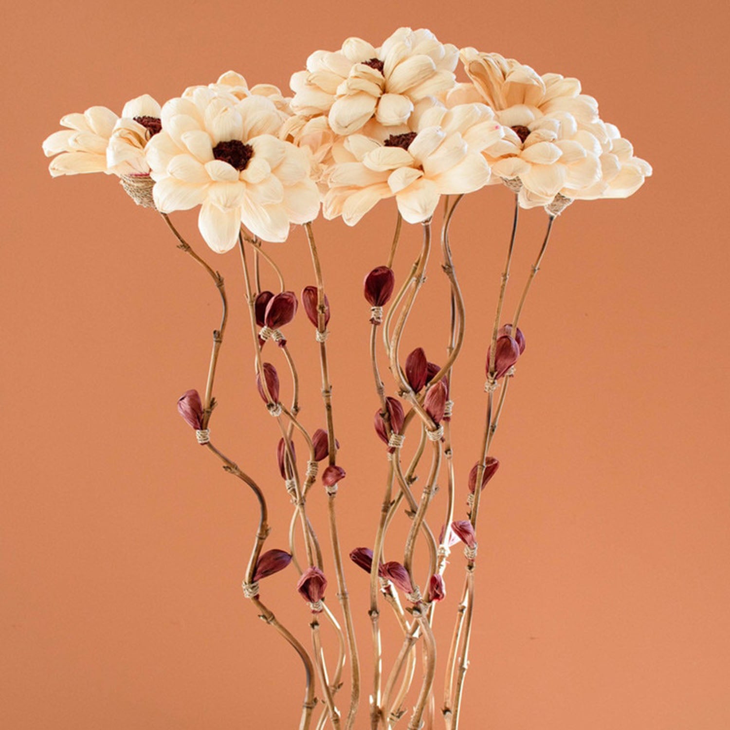 Cornhusk Botanicals Camilia Set of 12