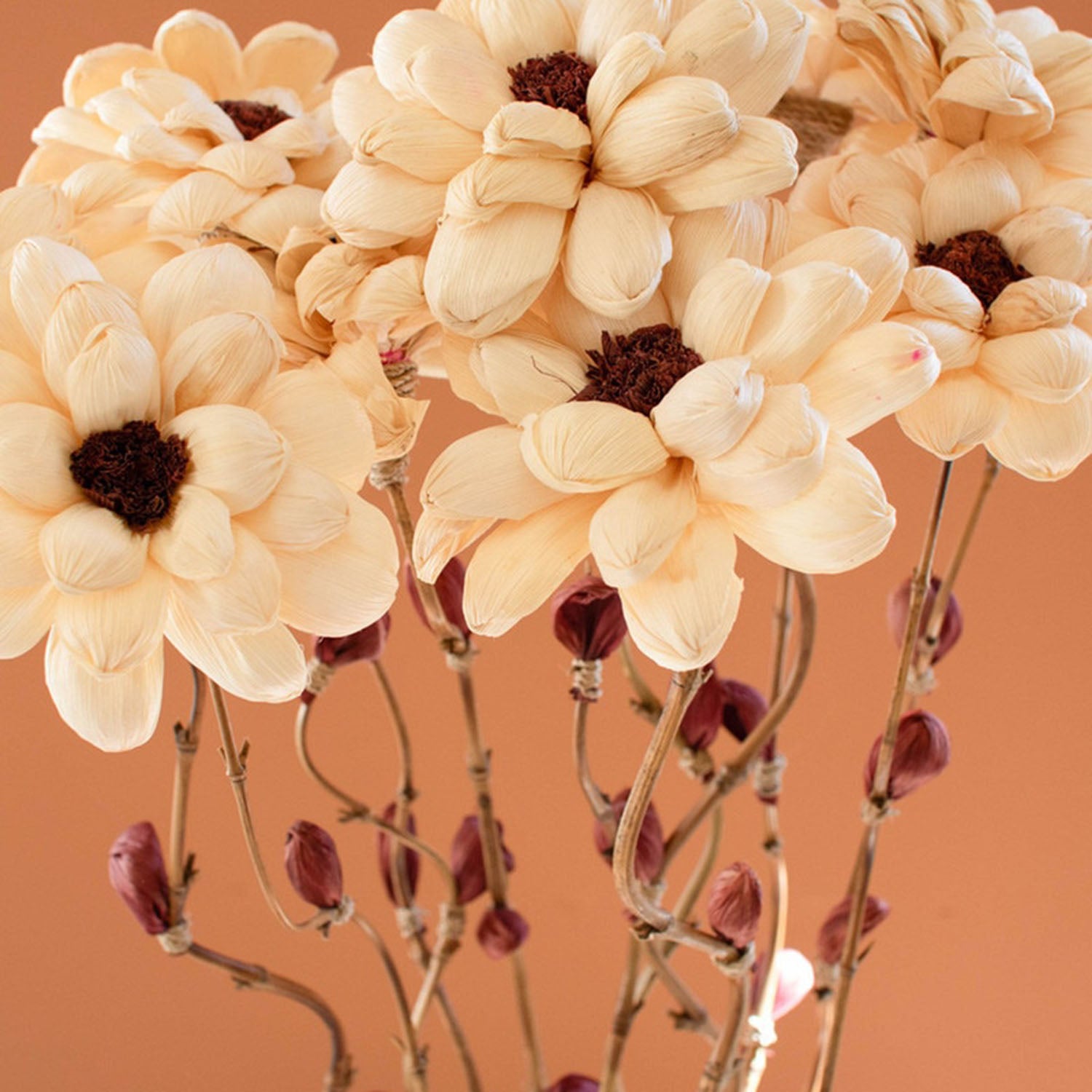 Cornhusk Botanicals Camilia Set of 12